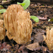 Ramaria acrisiccescens - Photo (c) Renée Lebeuf, some rights reserved (CC BY-NC), uploaded by Renée Lebeuf