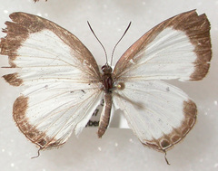 Oboronia punctatus