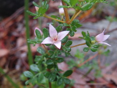 Boronia algida