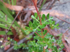 Boronia algida