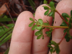 Boronia algida