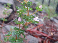 Boronia algida