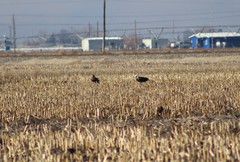 Haliaeetus leucocephalus