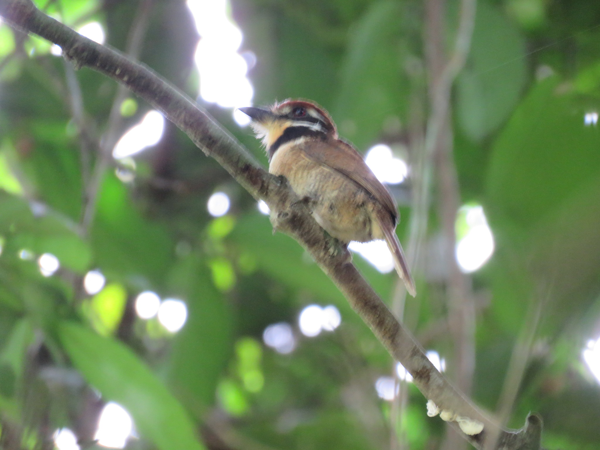 Chestnut-capped Puffbird illustration