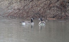 Branta canadensis