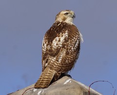 Buteo jamaicensis