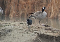 Fulica americana