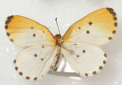 Pentila phidia