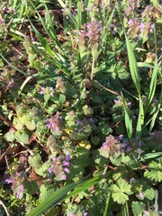 Lamium purpureum purpureum