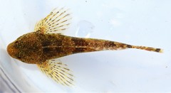 Cottus caeruleomentum