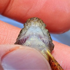Cottus caeruleomentum