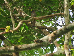 Pachyramphus minor