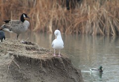 Larus argentatus