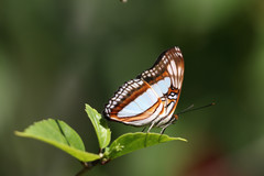 Adelpha paraena massilia