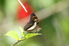 Adelpha paraena massilia