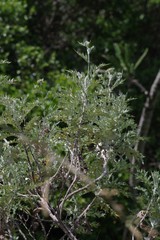 Berkheya bipinnatifida bipinnatifida