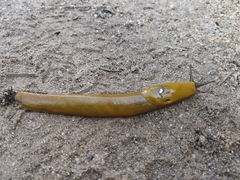 Ariolimax brachyphallus