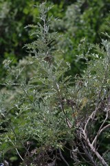 Berkheya bipinnatifida bipinnatifida