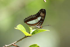 Adelpha paraena massilia