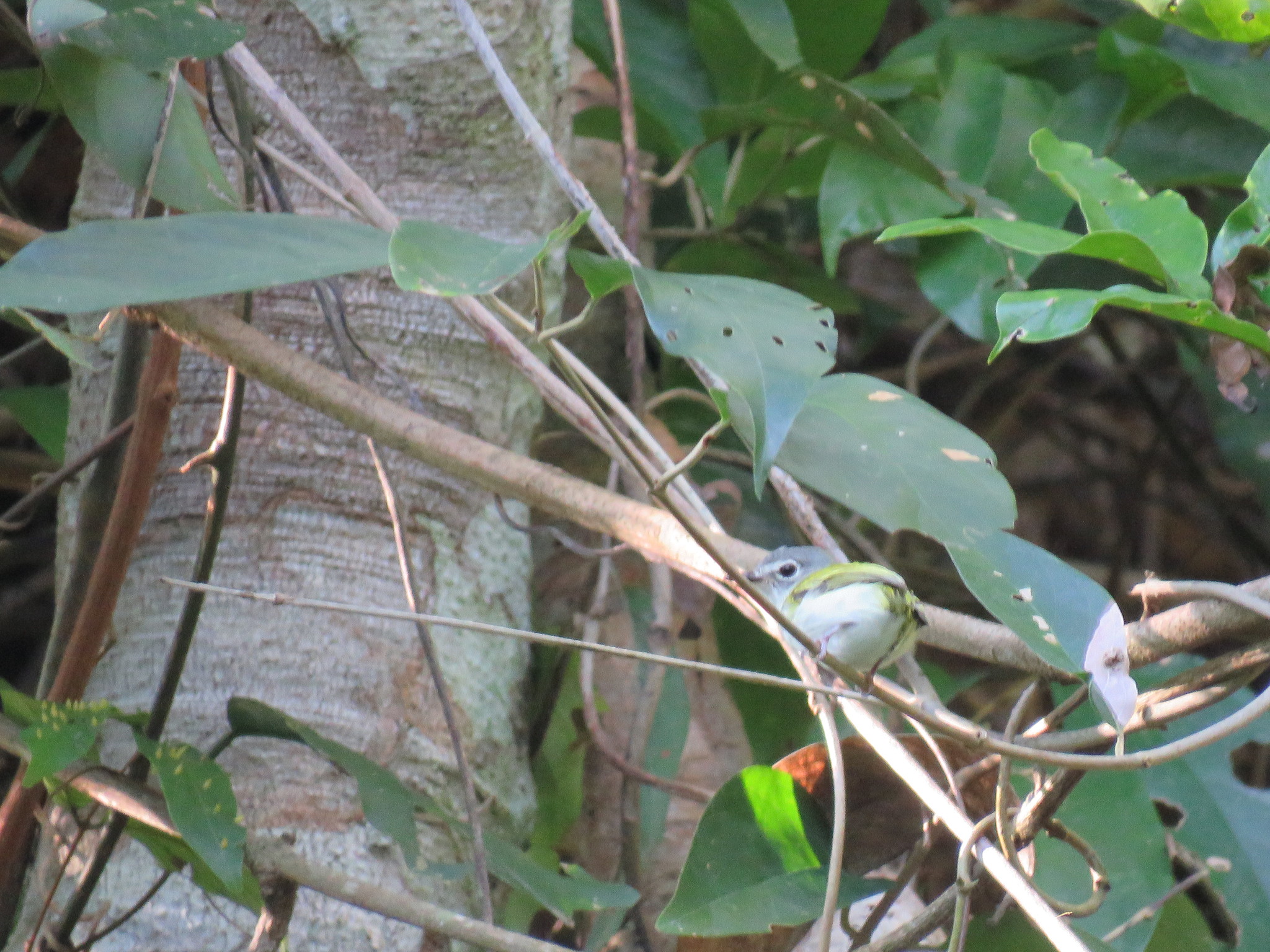 Short-tailed Pygmy Tyrant (Myiornis ecaudatus), photo 10