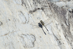 Orthetrum serapia