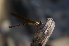 Diphlebia euphoeoides