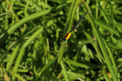 Ischnura pruinescens