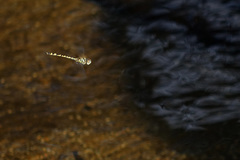 Hemicordulia intermedia