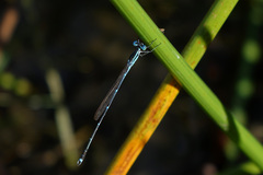 Indolestes insularis