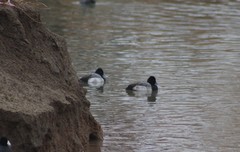 Aythya affinis
