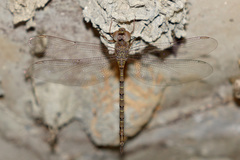 Gynacantha nourlangie