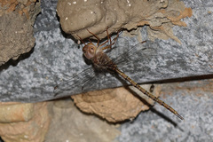 Gynacantha nourlangie