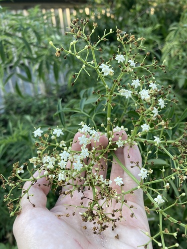 Elderberry plant photo (Sambucus nigra)