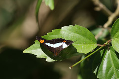 Adelpha paraena massilia
