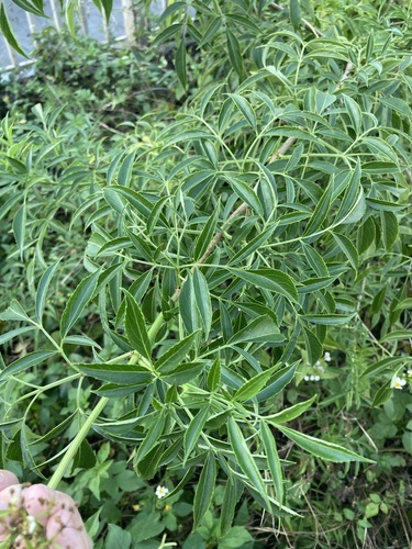 Sambucus canadensis