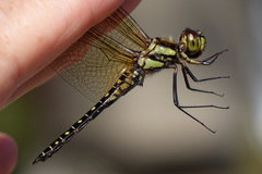 Hydrobasileus brevistylus