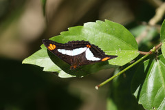 Adelpha paraena massilia