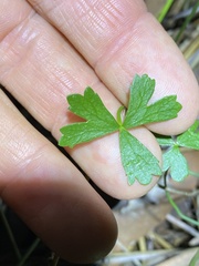 Hydrocotyle paludosa