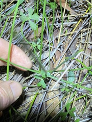 Hydrocotyle paludosa