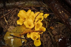 Craterellus odoratus