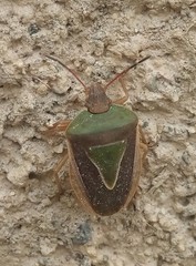 Acledra bichromocornis