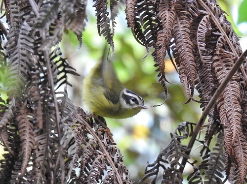 Three-striped Warbler (Basileuterus tristriatus)