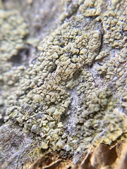 Hypocenomyce scalaris