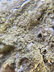 Hypocenomyce scalaris