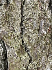 Hypocenomyce scalaris