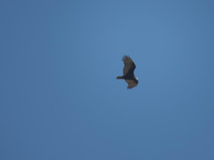 Cathartes aura