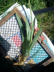 Iris × hybrida