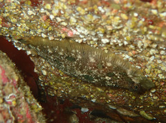 Zeugopterus punctatus