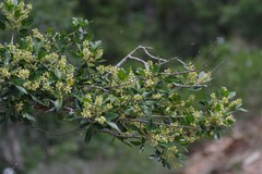 Allophylus decipiens