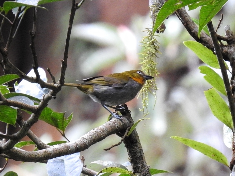 Yellow-Whiskered Bush Tanager